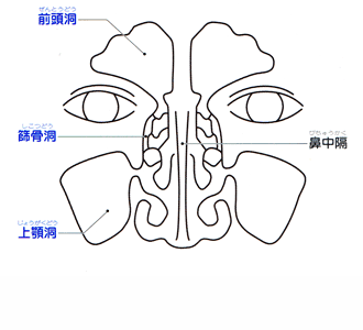 副鼻腔（正面）