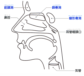 副鼻腔（側面）